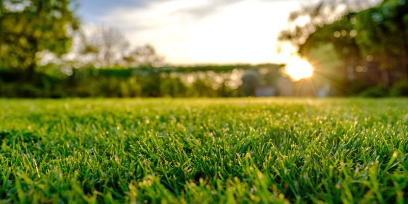 Shade and Frost Resistance - TifTuf Bermuda Turf