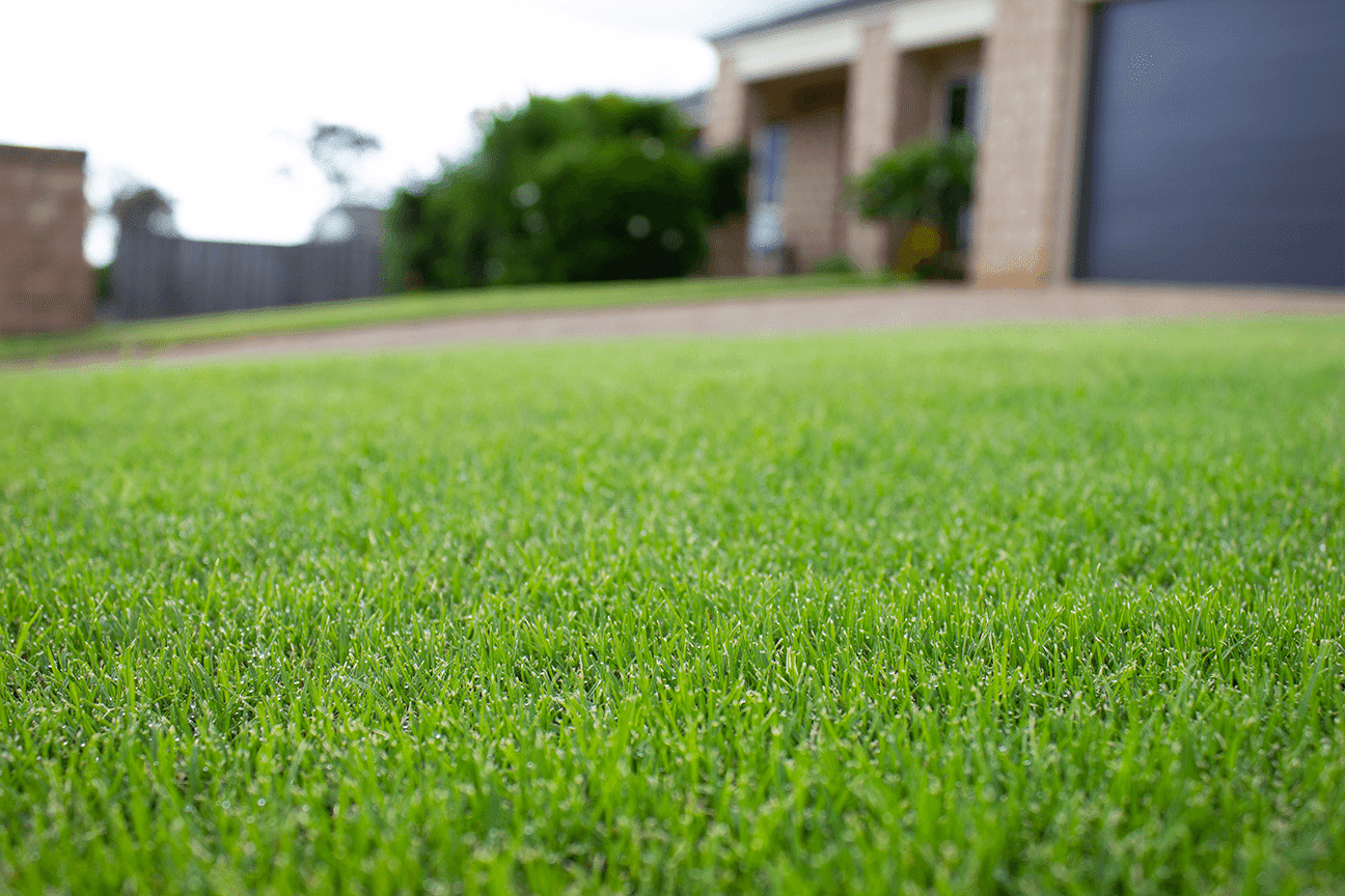 The Ultimate Tiftuf Bermuda Turf Guide Buy Turf Online