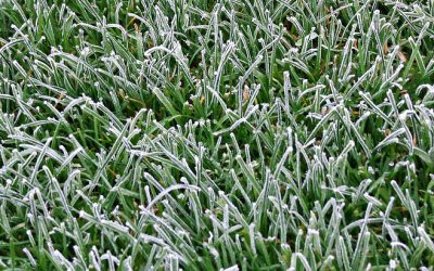 Working Out Your Winter Woes: Lawn Care in Winter