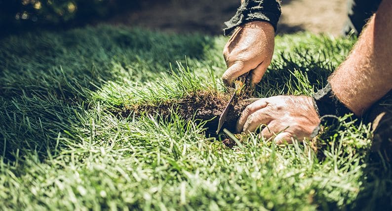 Cutting grass discount in drought conditions