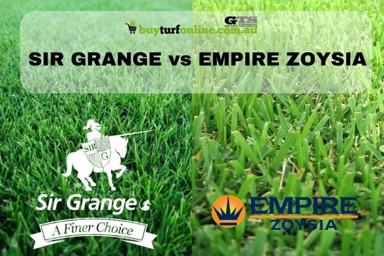 Empire zoysia on sale