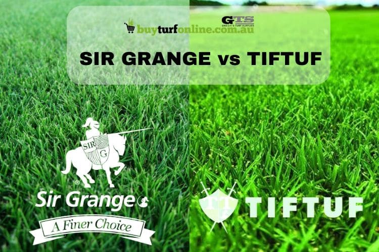 SIR GRANGE VS TIFTUF TURF