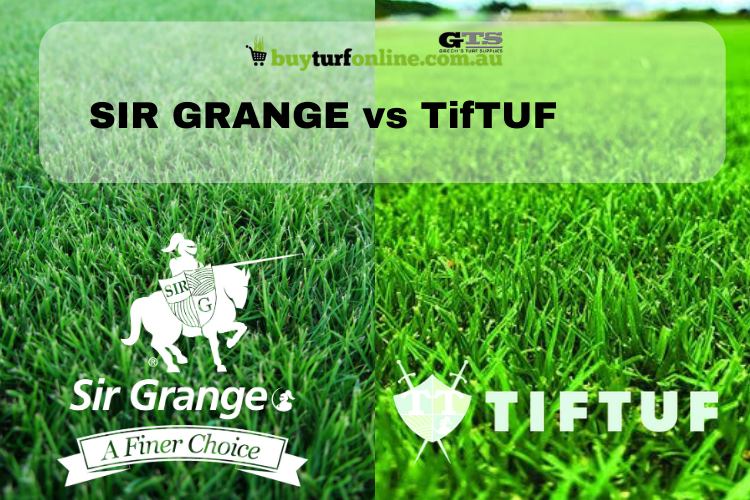 The Ultimate Turf Comparison Guide - Sir Grange vs TifTuf ...