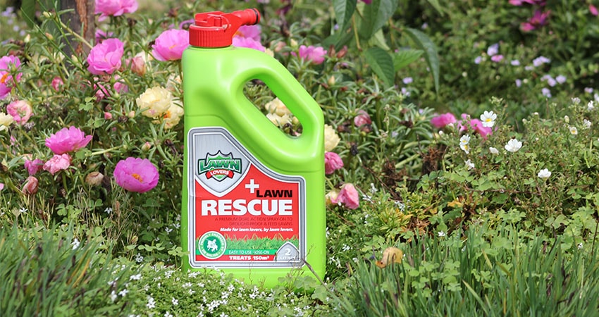 How to Keep Pets Safe with Pet Friendly Lawn Care Products ...