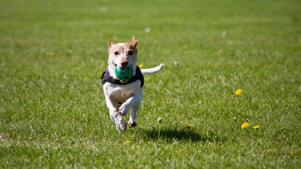 How to Keep Pets Safe with Pet Friendly Lawn Care Products - Buy Turf Online