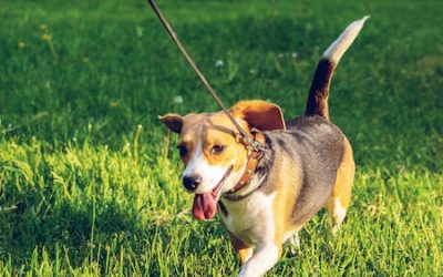 How to Choose the Best Grass for Dogs and Other Pets