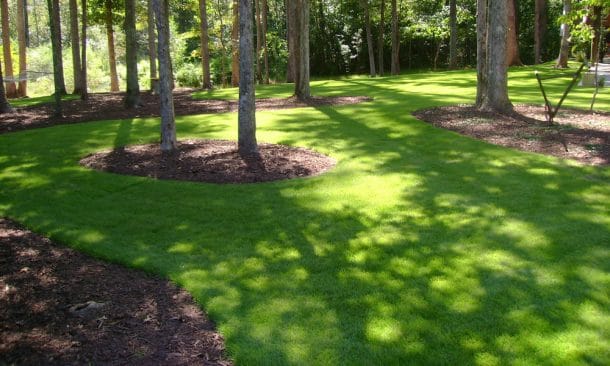 Sir Grange Turf The Zoysia Grass Vs Other Lawns Pricing And Where To Buy 3865