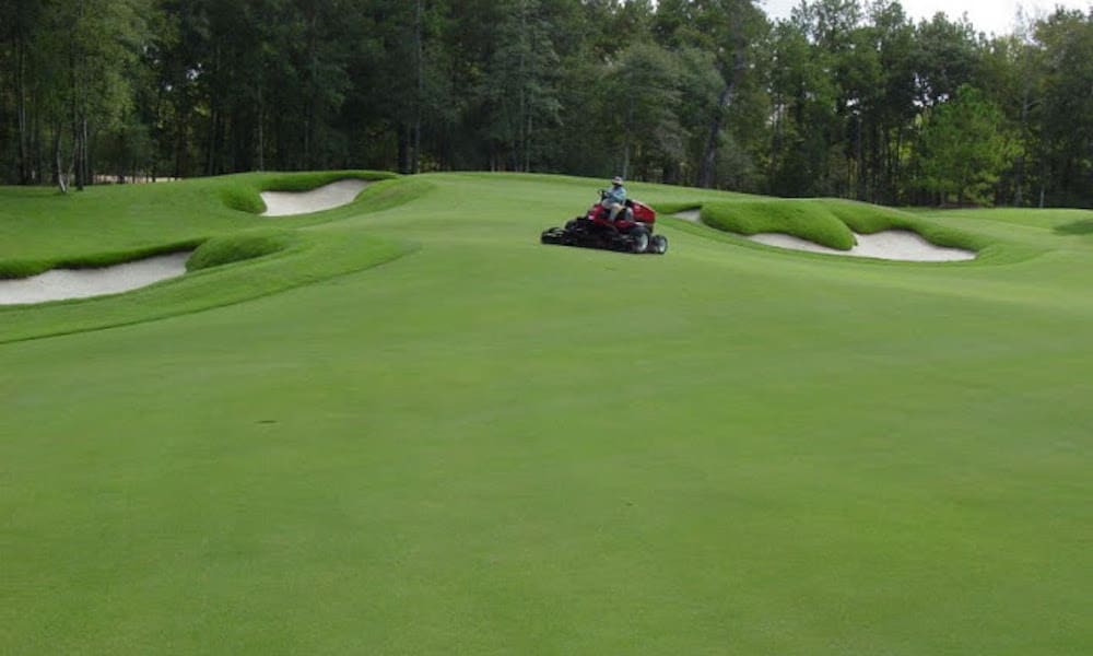 Zoysia is an ideal choice for drought prone areas