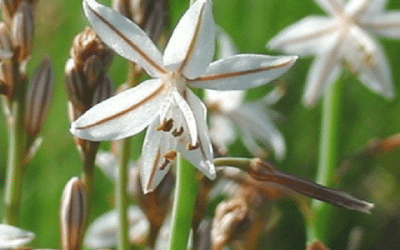 What is the Best Weed Killer for Lawns?