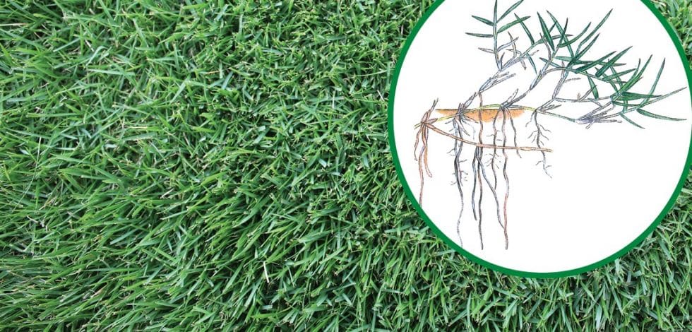 The Ultimate How To Guide On Couch Grass For Your Yard