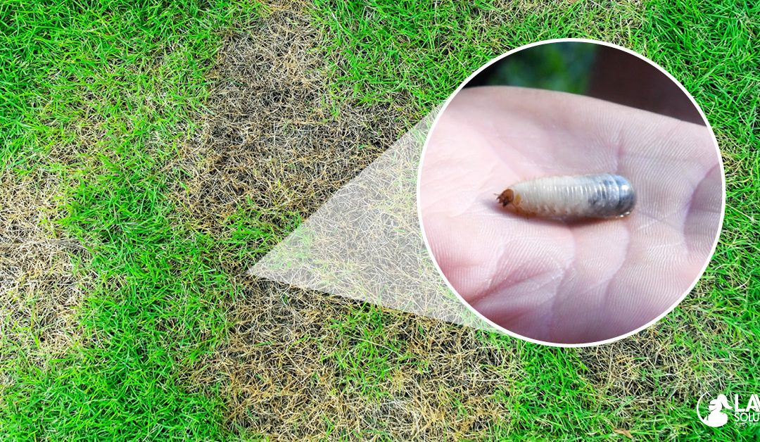 What Are Lawn Grub Worms And How Do I Get Rid Of Them?