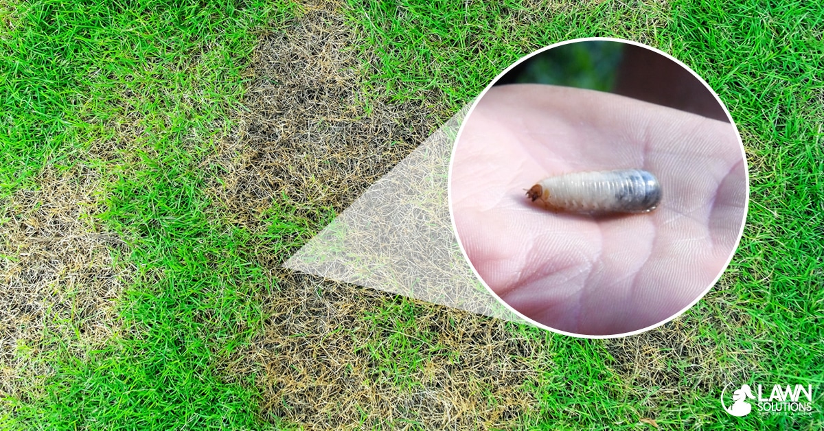 Not Sure If You ve Got Lawn Grubs You Need To Read This Extensive Guide