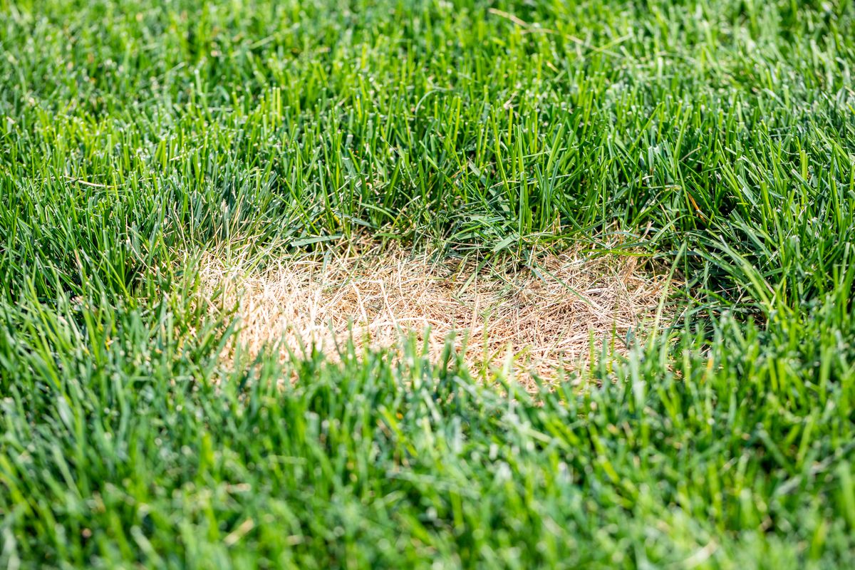 How to Check For Grubs In Lawn