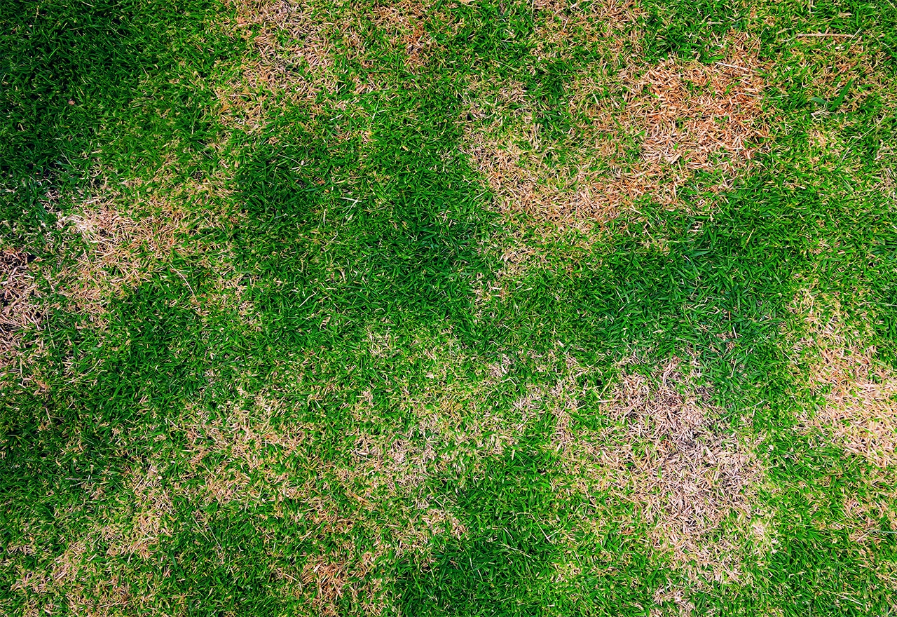 Lawn Grubs Causing Brown Patches in your Lawn