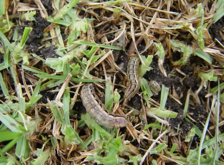 Why Do I Have Lawn Grubs?