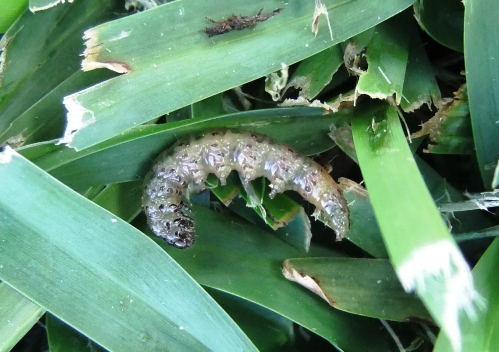 Why Do I Have Lawn Grubs?