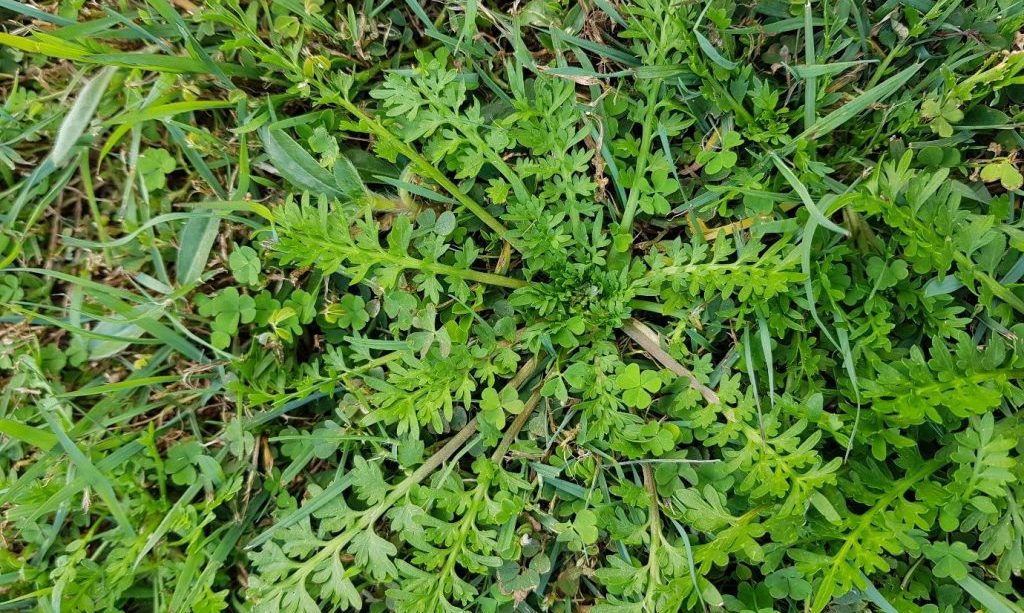 The Complete Guide to Removing Bindii Weeds for Good