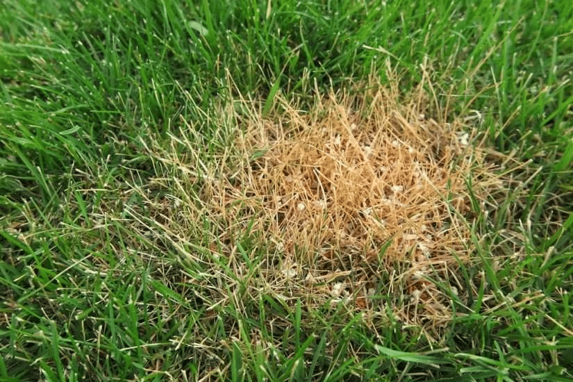 Signs You May Have Over Fertilised Your Lawn