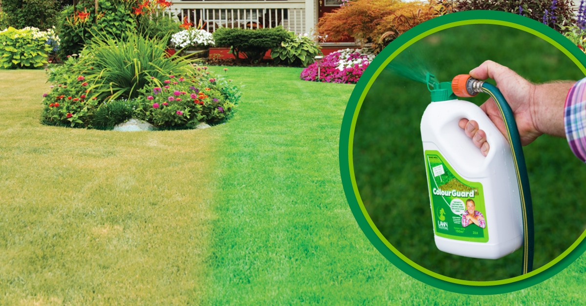 Applying  liquid lawn fertilisers will provide a much quicker response from your grass