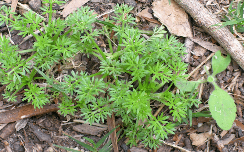 How to finally get rid of Bindii grass weeds