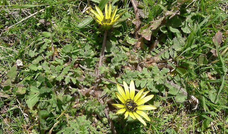 How to control Capeweed Weed