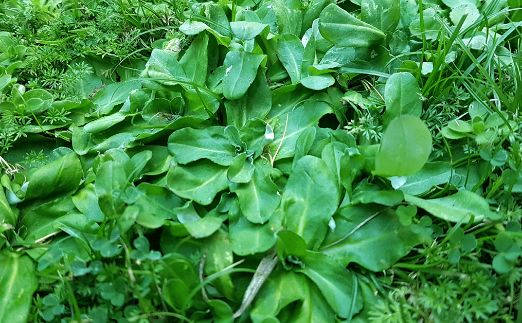 How to control and stop growing Cudweed in your yard