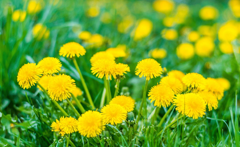 How to control Dandelion weeds