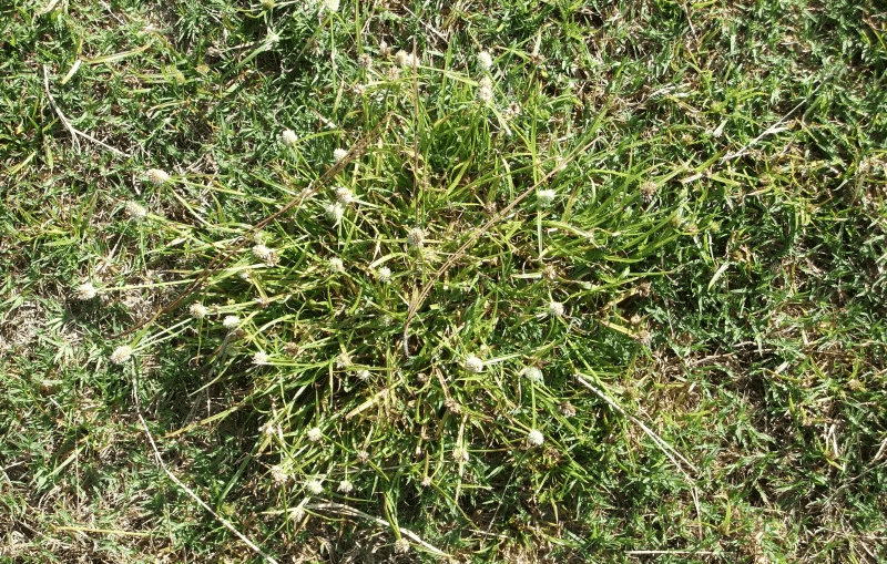 How to kill Mullumbimby Couch in your lawn