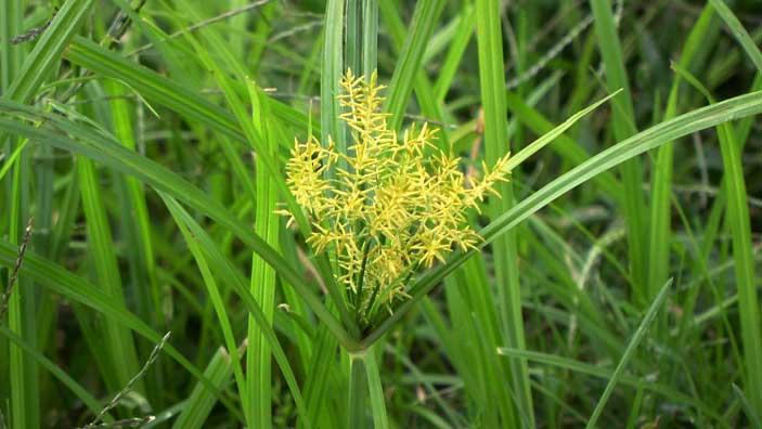 How to control Nutgrass