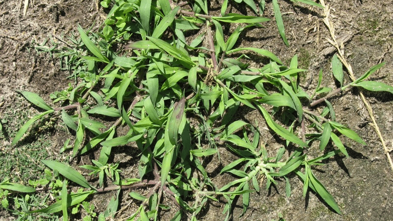 How to control Summer Grass