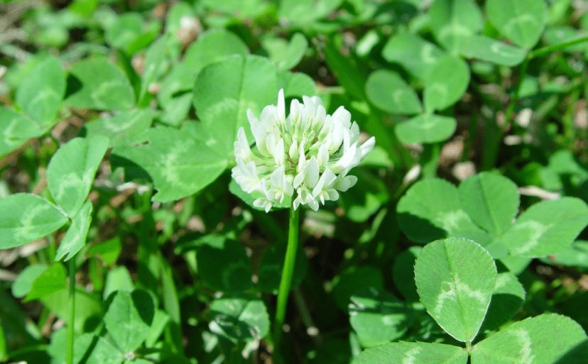 How to control and stop White Clover Lawn Weeds