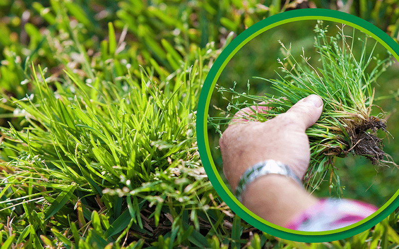 How to Get Rid of Stubborn Weeds in Your Grass