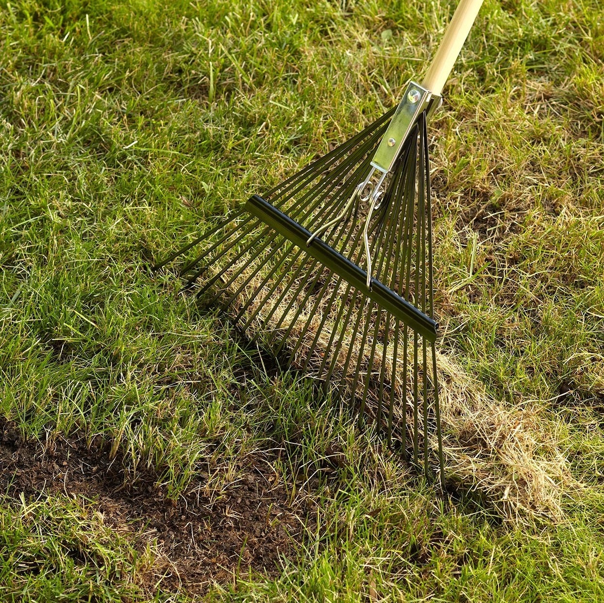 Dethatching Your Lawn With A Rake