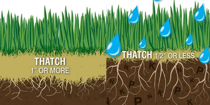 Thatch is a layer of grass blades, stolons, rhizomes and other organic matter that has not yet broken down or decomposed.