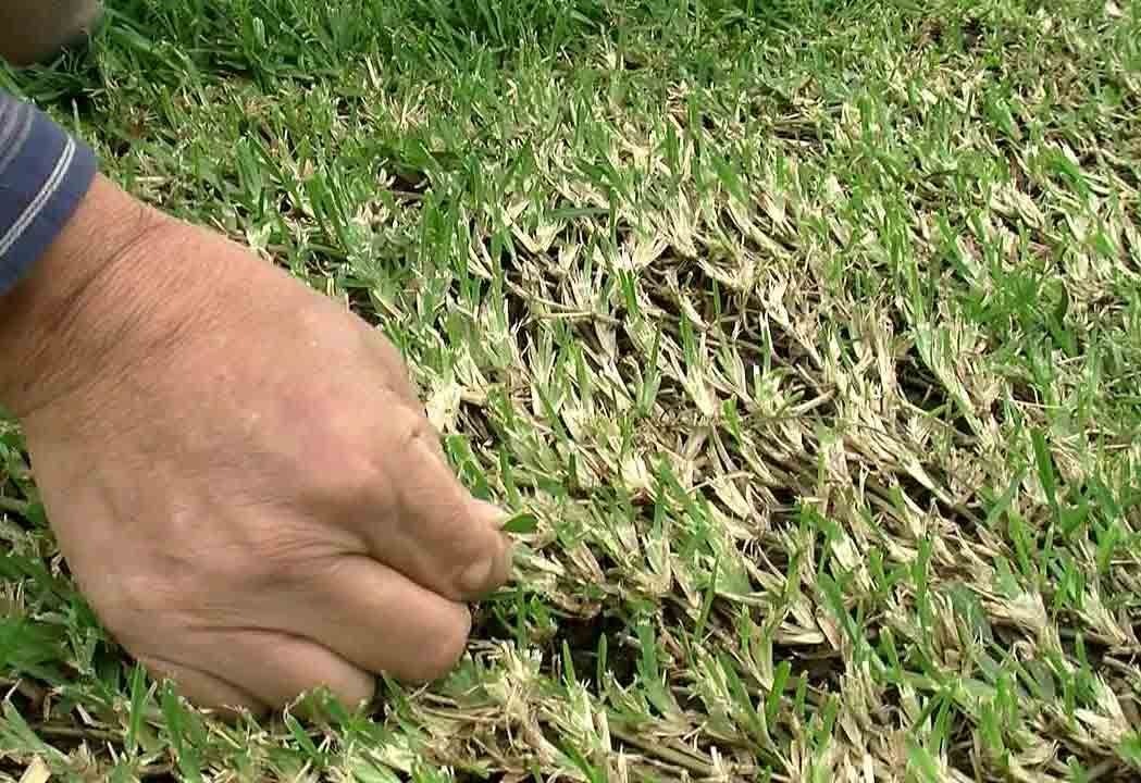 When to dethatch your lawn