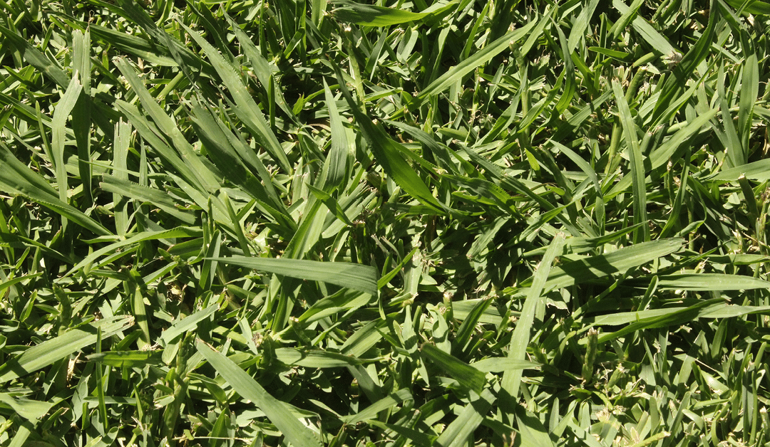 Paspalum Grass