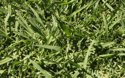 Paspalum Grass