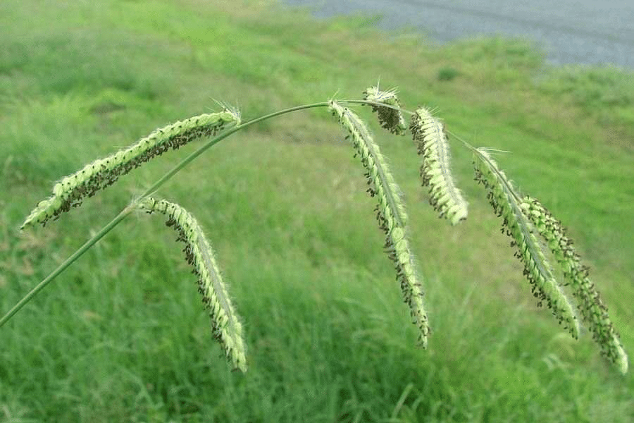 How to control Summer Grass