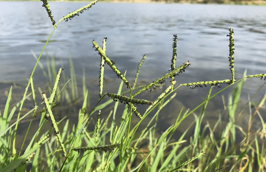 How to control Summer Grass