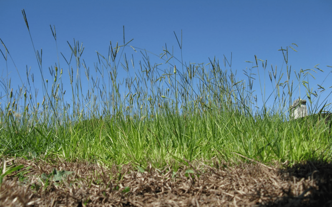 Paspalum Grass A Complete Guide To The Pesty Weed