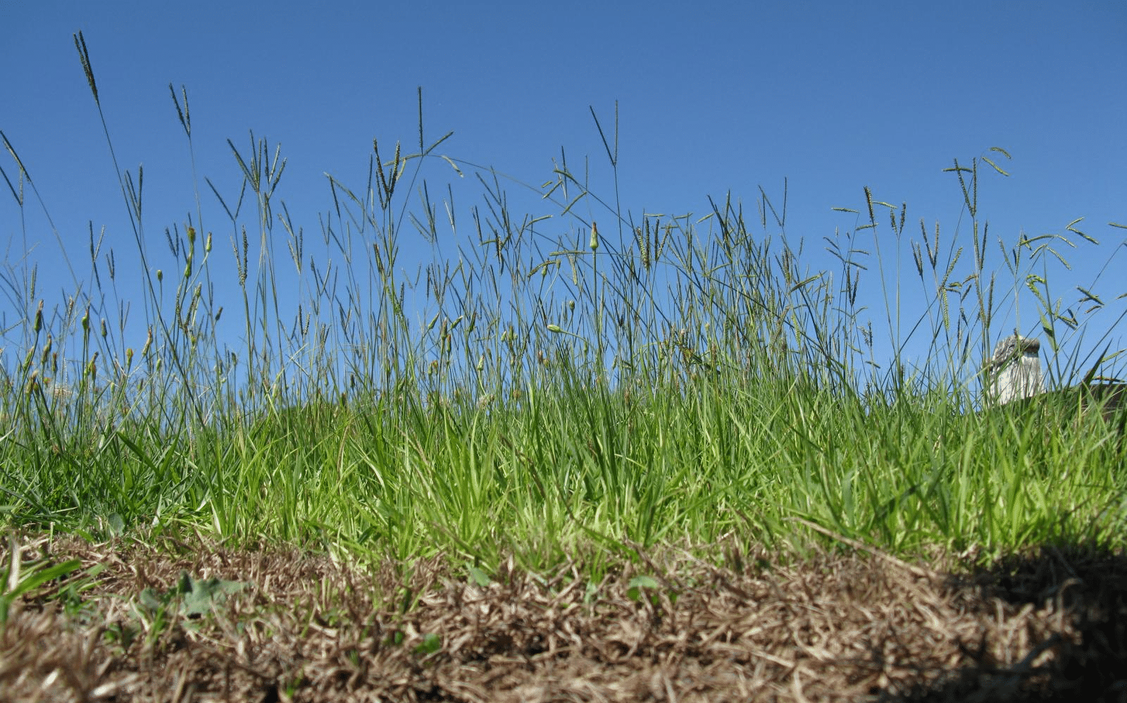 How to control Capeweed Weed