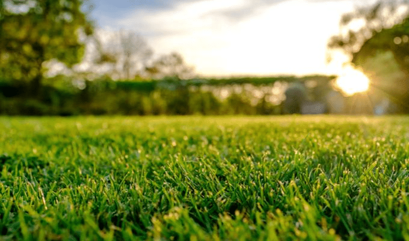 How to control Summer Grass