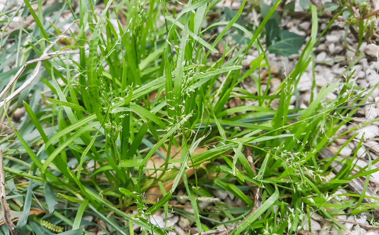 The Ultimate Winter Grass Killer Guide for Your Lawn