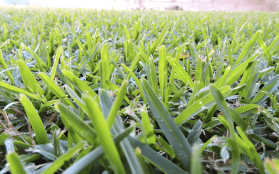 Your Complete Guide to Buffalo Grass in Australia