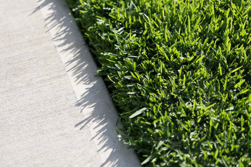 Your Complete Guide to Buffalo Grass, Tips on Growing, Killing Weeds
