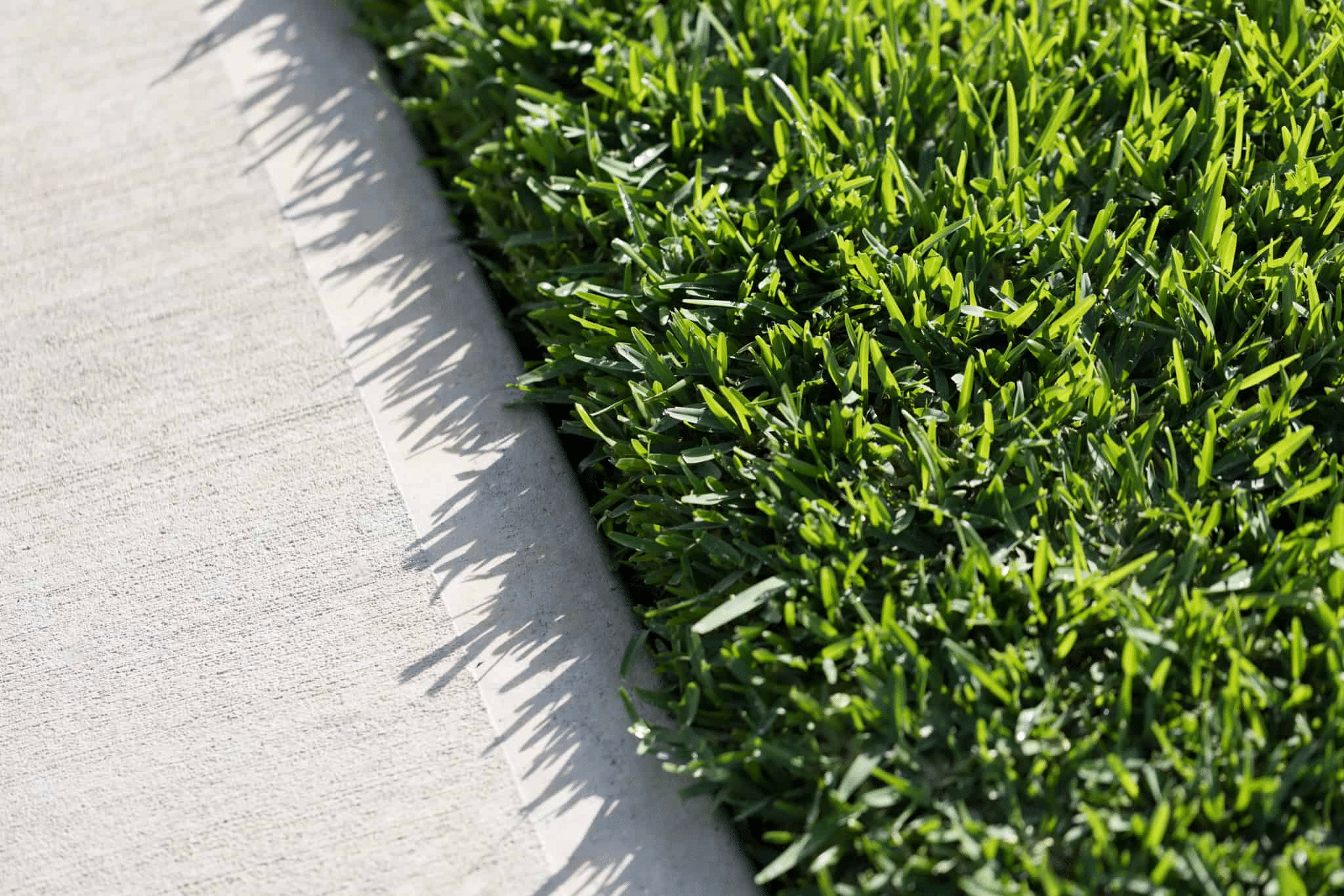 Does Sir Walter Buffalo Turf Grow In The Shade?