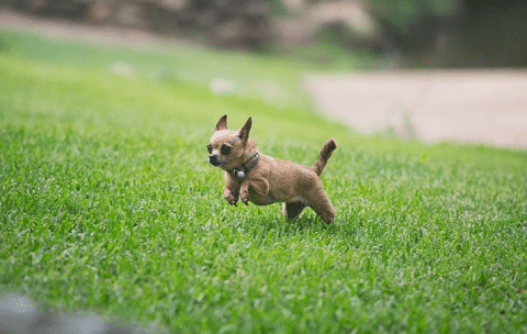 Your Complete Guide to Buffalo Grass, Tips on Growing, Killing Weeds