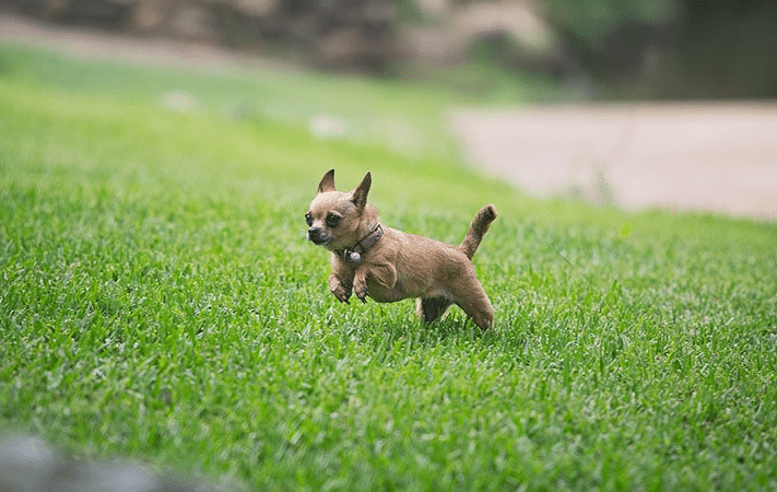 Growing Tips For Buffalo Grass