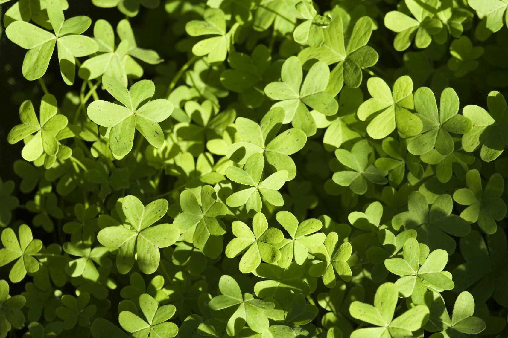 Creeping Oxalis