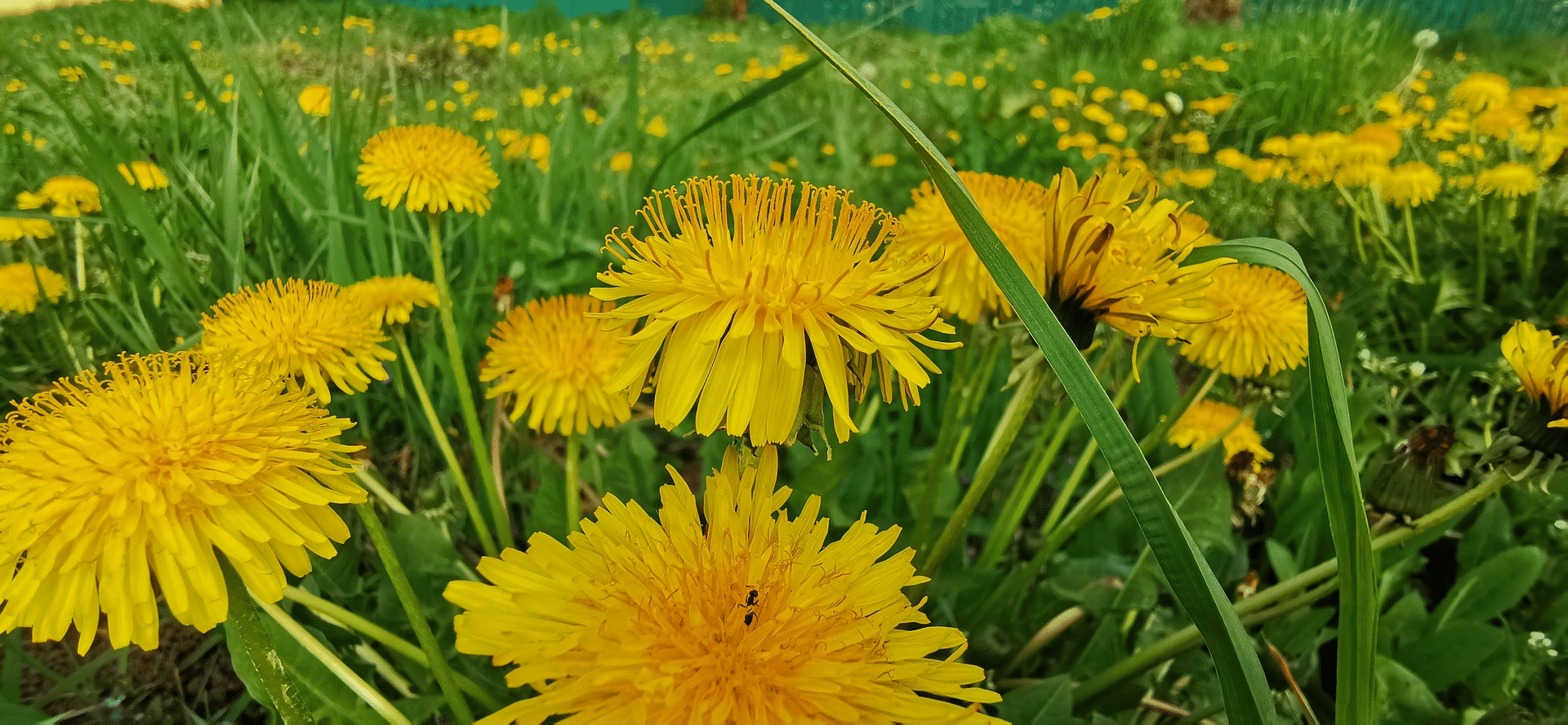 Dandelion In Buffalo Turf